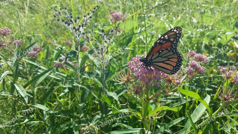 Butterfly Milkweed Flour Nature Bug