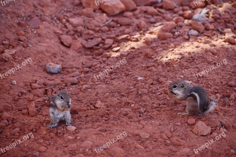 Chipmunk Party Oreo Picnic Free Photos