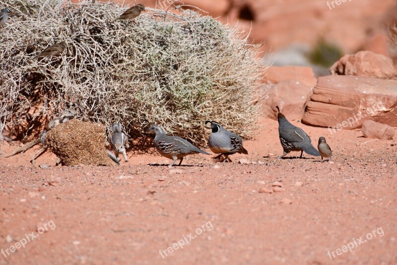 Chipmunk Quail Birds Valley Of Fire Free Photos