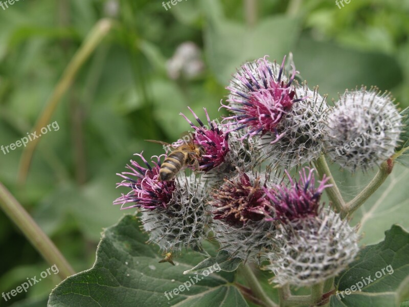 Bee Insect Hymenoptera Angiosperm Flower