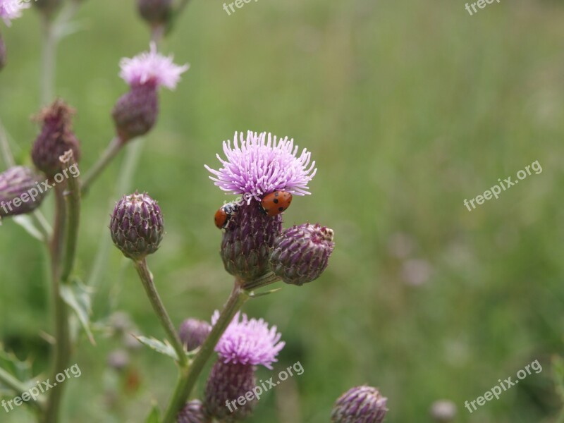 Ladybird Plant Nature Ladybug Insect