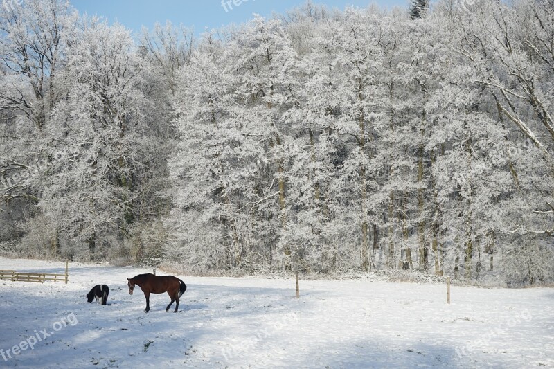 Horn-bad Meinberg Wilberg Horses Winter Lip