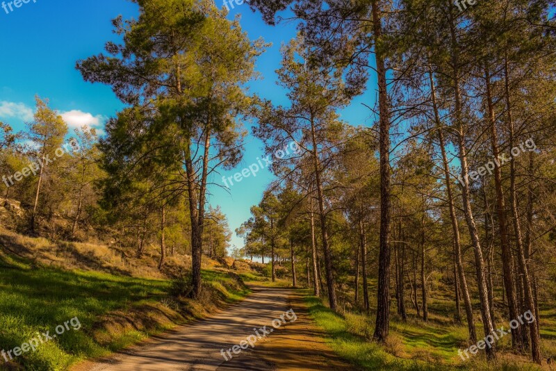 Road Forest Wood Trees Landscape