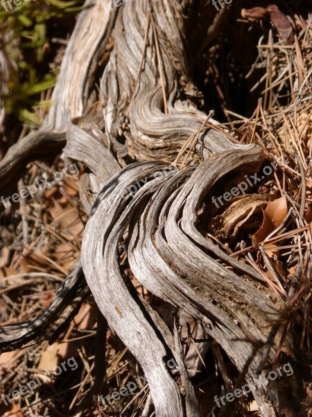 Trunk Stem Wood Knotty Root