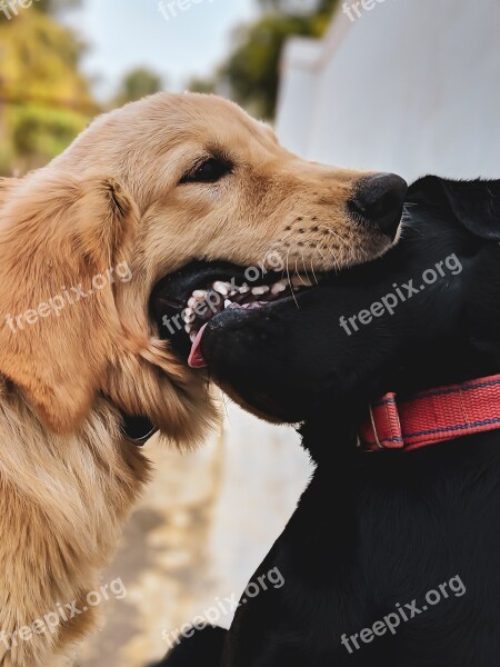 Dogs Two Dogs Brownie Free Photos