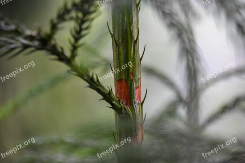 Pine Tree Green Plants Green Branch Bark Free Photos