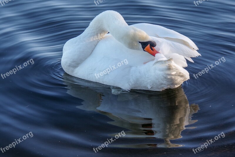 Swan Winter Water Birds Free Photos