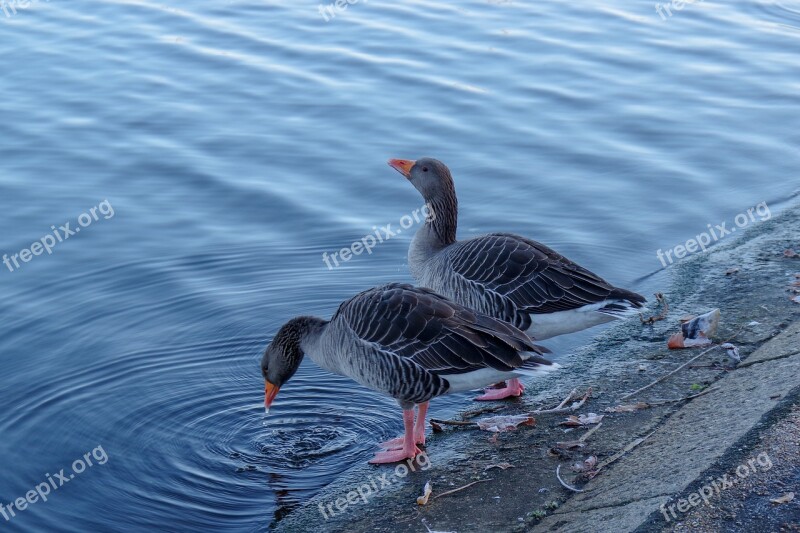 Water Birds Water Calm Geese Free Photos