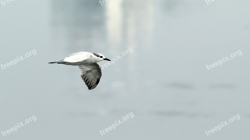 Tern Whiskered Bird Avian Flight