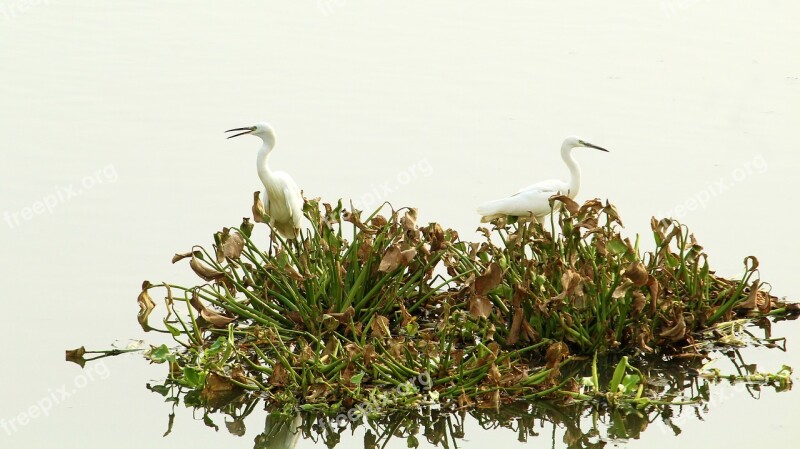 Little Egret Pair Bird Avian