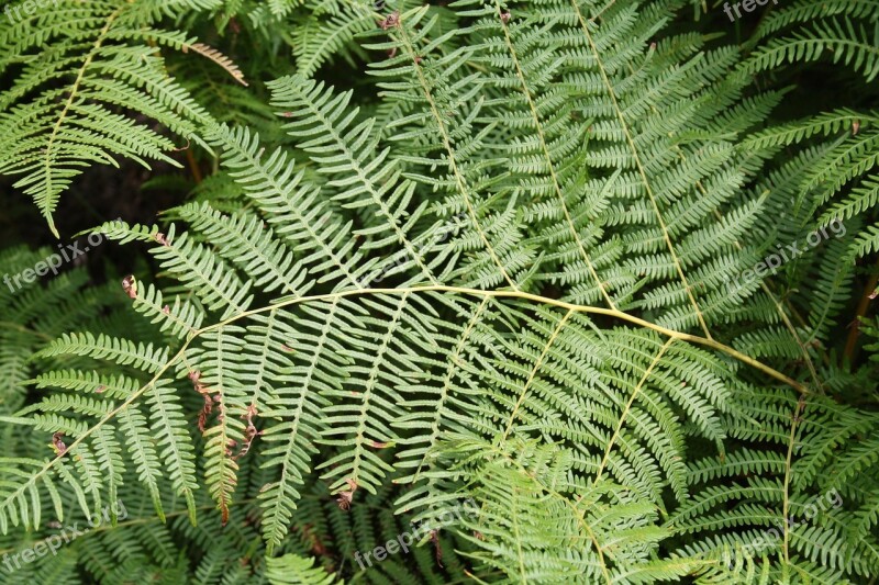 Forest Vegetation Nature Leaves Environment