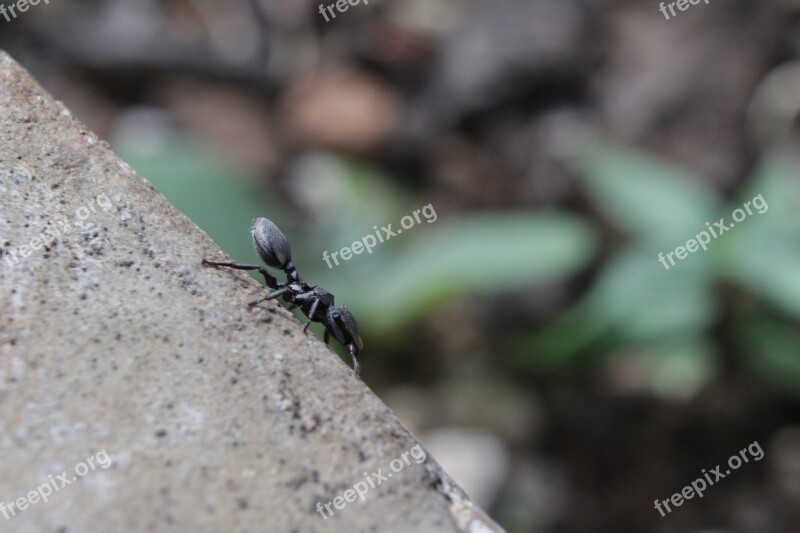 Ant Insect Macro Bug Small