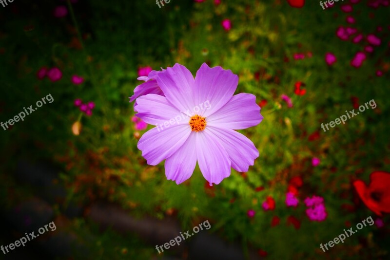 Cosmos Flower Salsa And Flower Pink Cosmos Flower Free Photos