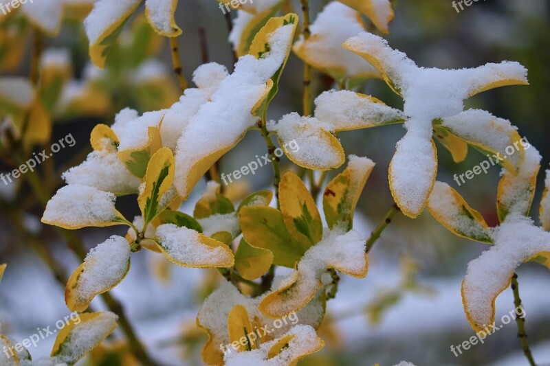 Fall Foliage Snow Autumn Nature Leaves