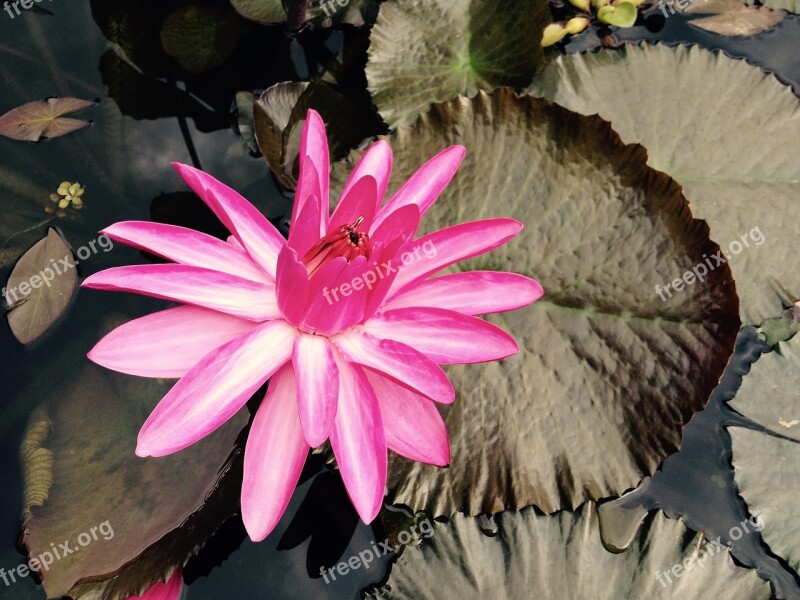 Water Flower Water Rose Aquatic Plant Nature Lake Rose