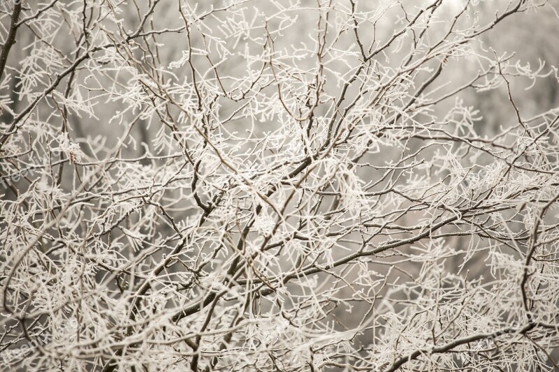 Gel Ice Cold Winter Branch