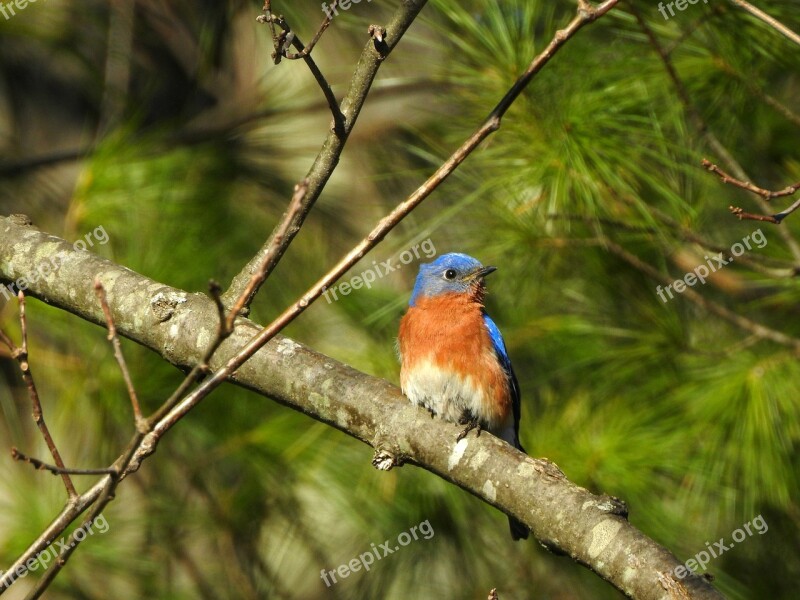 Bluebird Blue Bird Nature Wildlife