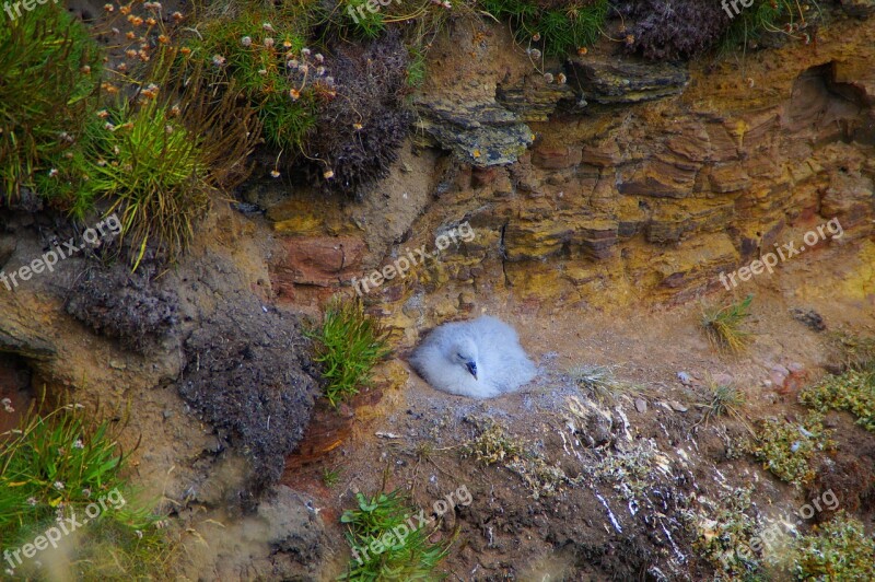 Seagull Young Bird Juvenile Young Animal Fluffy