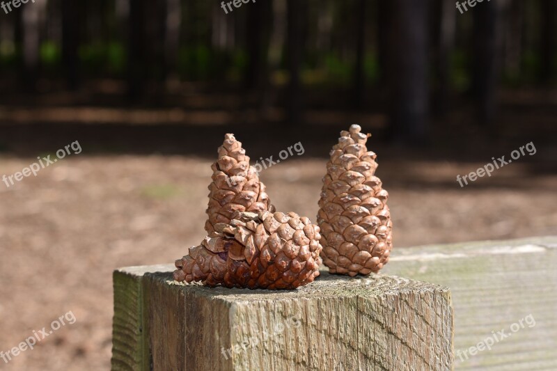 Pine Cones Three Woods England Forest