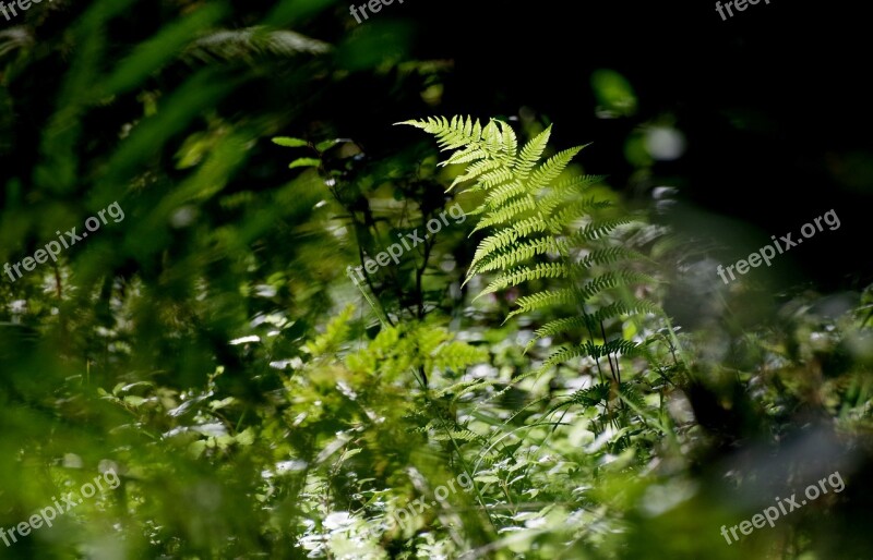 Fern Forest Nature Green Plant