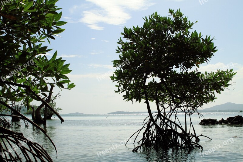 Mangrove Thailand Nature Phuket Green