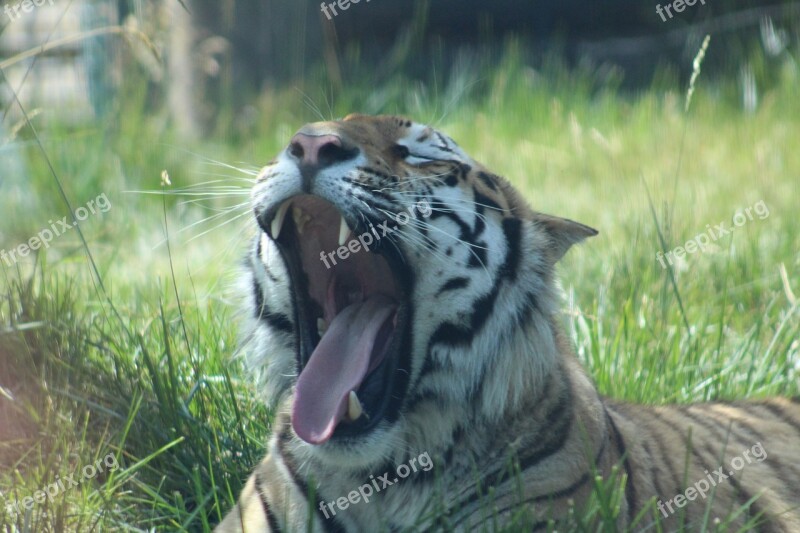 Tiger Zoo Yawn Grass Animal