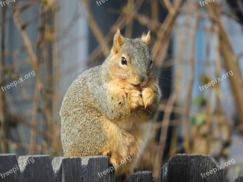 Squirrel Nut Eating Nature Brown