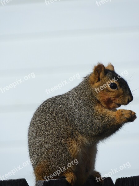 Squirrel Rodent Cute Animal Fur