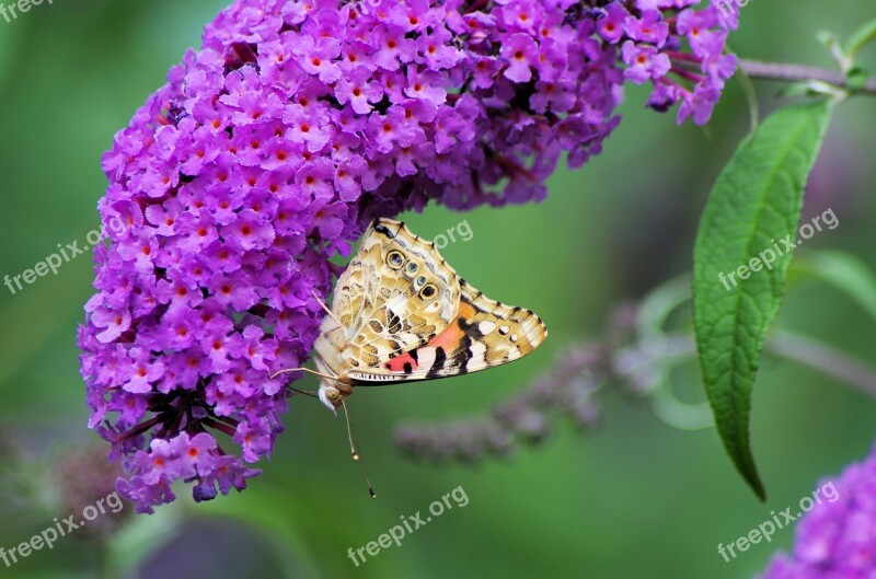 Summer Lilac Butterfly Nature Lilac Summer