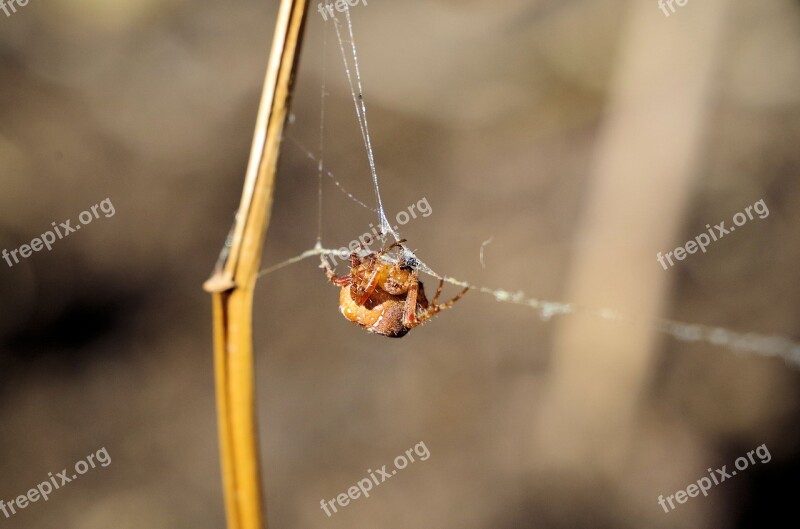 Spider Araneus Spin Threads Close Up Nature