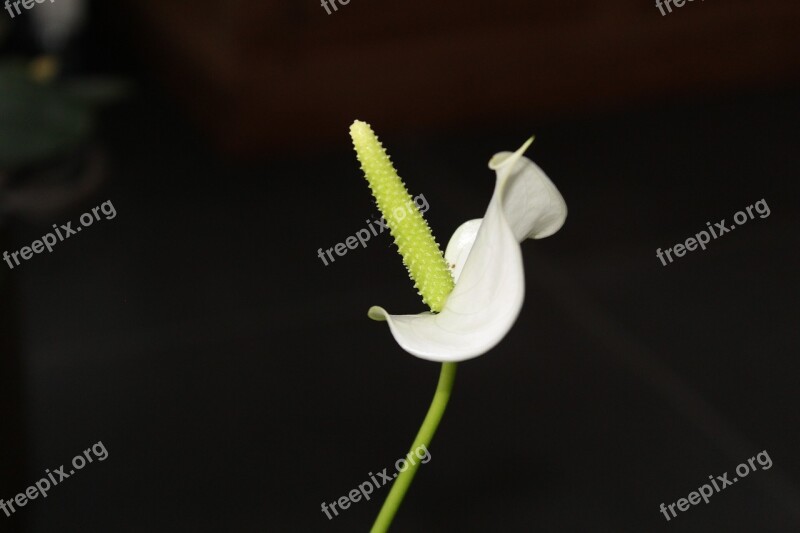 Anthurium Flower Arum Blossom Vegetable