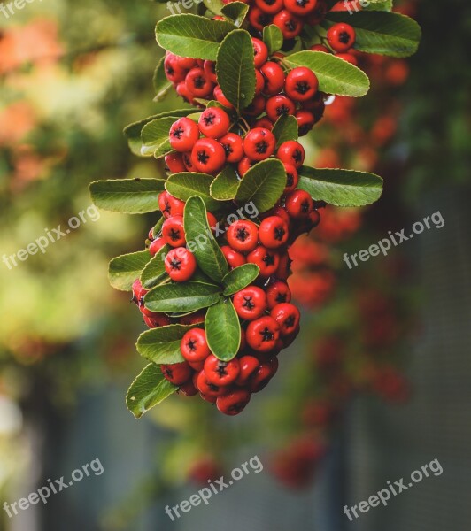 Red Berries Greenery Leaves Nature Plant