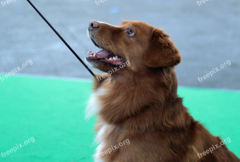 Toller Nova Scotia Duck Retriever Dog-photography