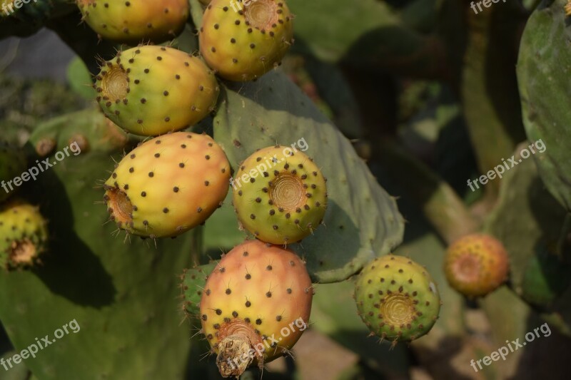 Cactus Cactus Fruit Close Up Prickly Plant