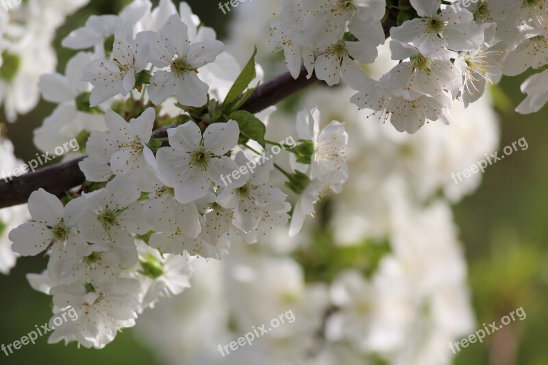 Cherry Flowers Tree Branch Bloom