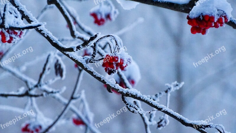 Winter Transilvania Nature Red Berries Free Photos