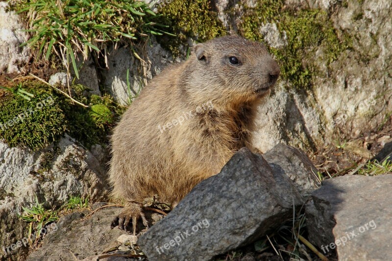 Marmot Animal Rodent Nature Alpine