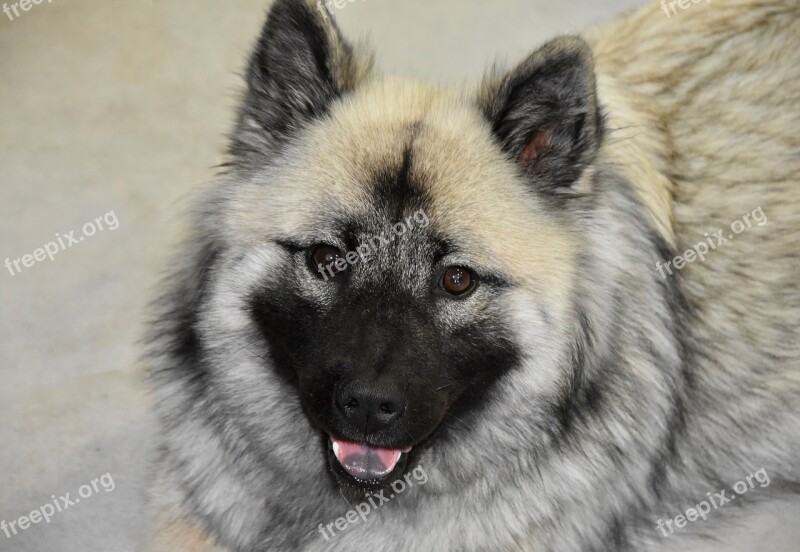 Dog Bitch Dog Portrait Dog Eurasier Nova Blue Black Muzzle