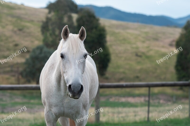 Horse Pony Equine Australian Pony Paddock