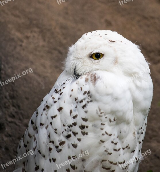 Snowy Owl Owl Animal Animal World Nature