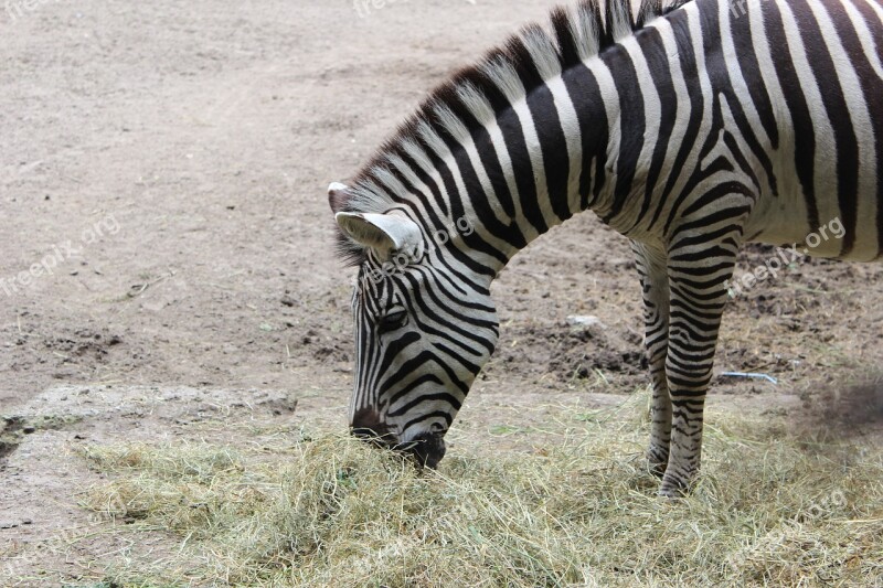 Zebra Zoo Black White Striped