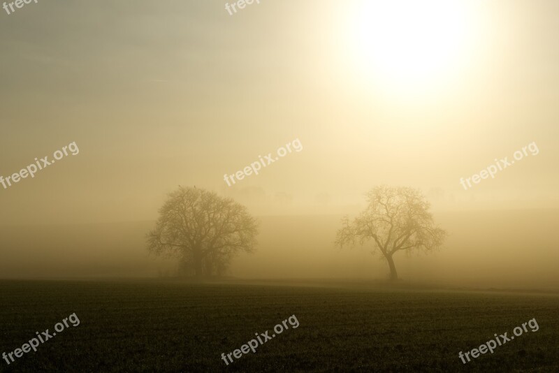 Fog Sun Backlighting Trees Silhouette