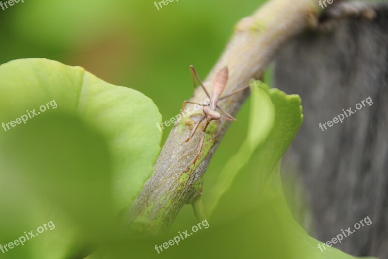 Insect Praying Mantis Nature Animal Green