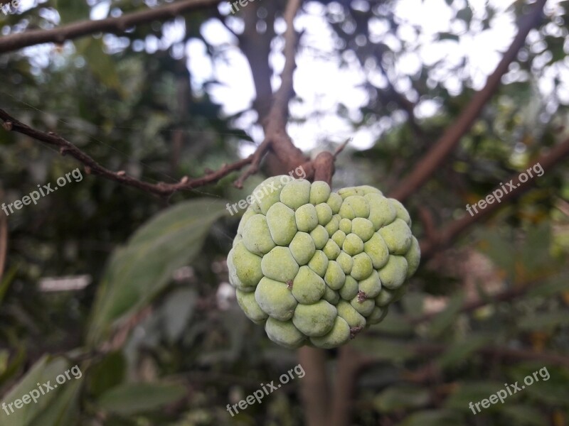 Sugar Apple Custard Apple Custard Tasty Food