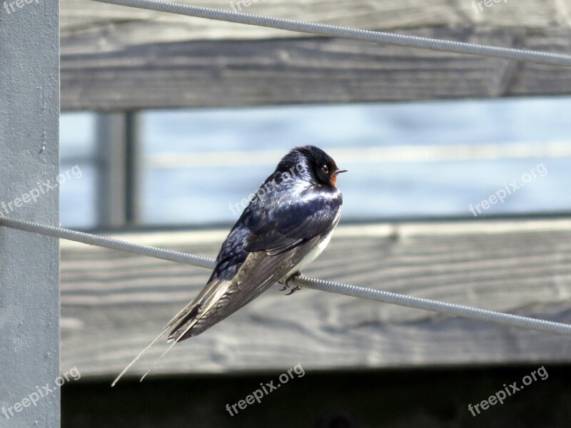 Barn Swallow Bird Schwalbe Swallows Animal