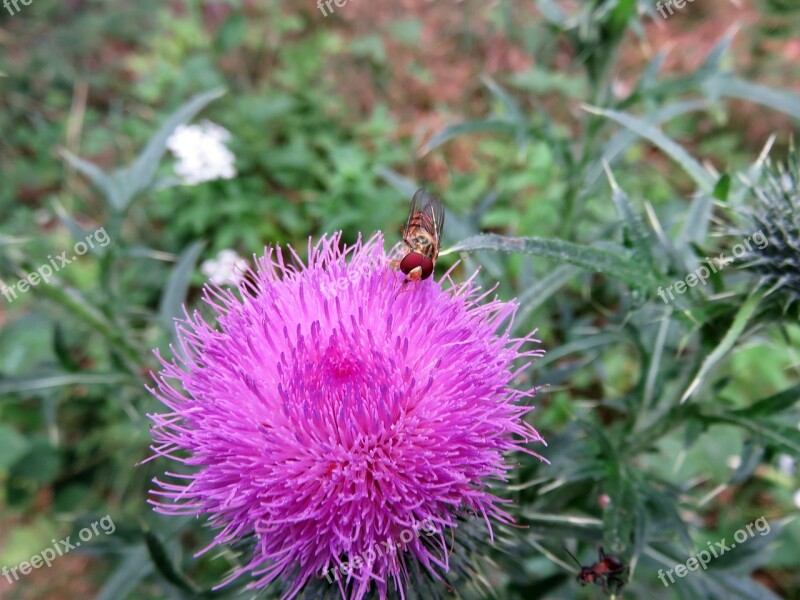 Thistle Blossom Bloom Insect Close Up