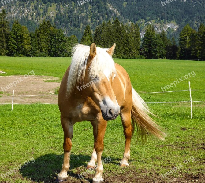 Animals Horse Farm Mane Haflinger