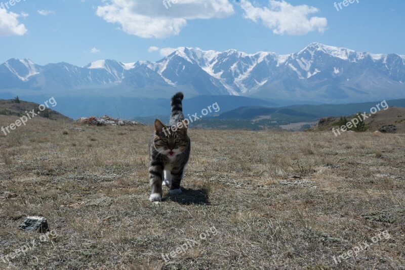 The North-chuyskiy Ridge Altai Cat Mountains Summer