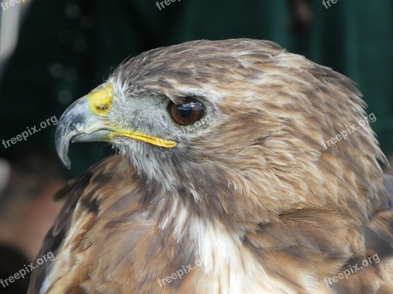 Raptor Nature Bird Of Prey Animal Portrait Wild Animal