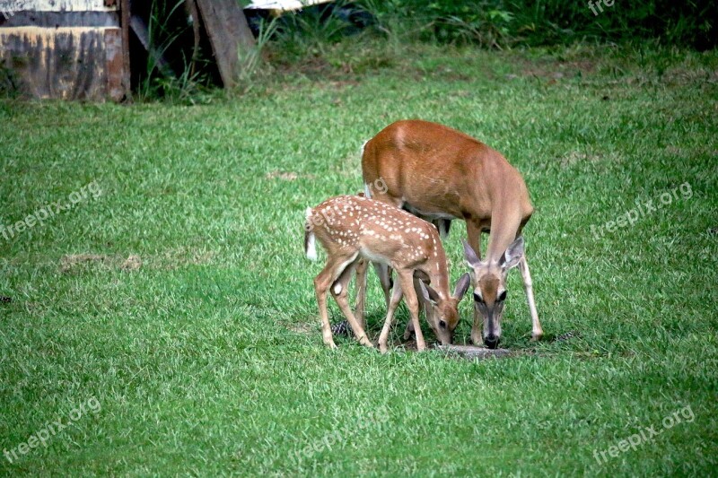 Deer Fawn Doe Grass Nature